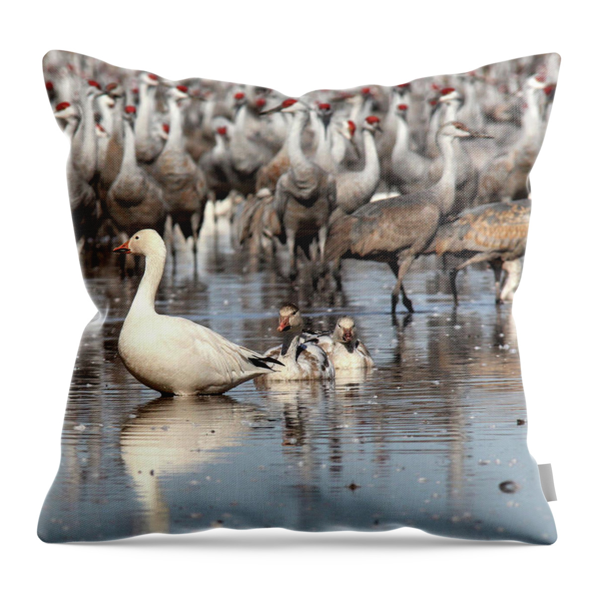 Wildlife Throw Pillow featuring the photograph In Front of Giants by Robert Harris