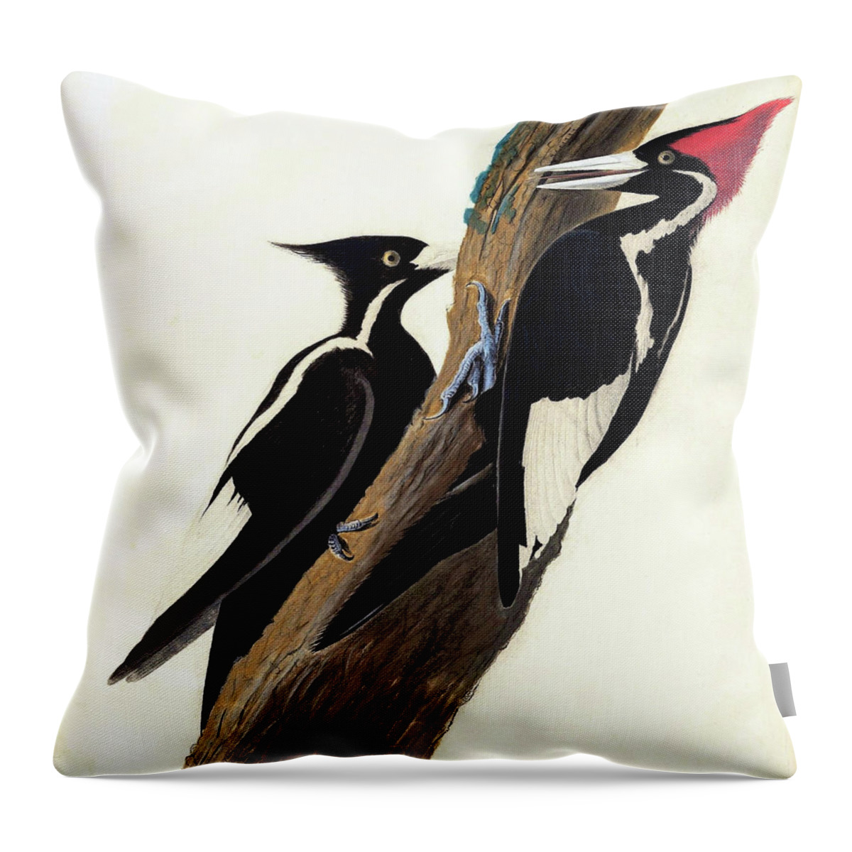 Ivory Billed Woodpecker Throw Pillow featuring the painting Ivory billed woodpecker - Digital Remastered Edition #2 by John James Audubon