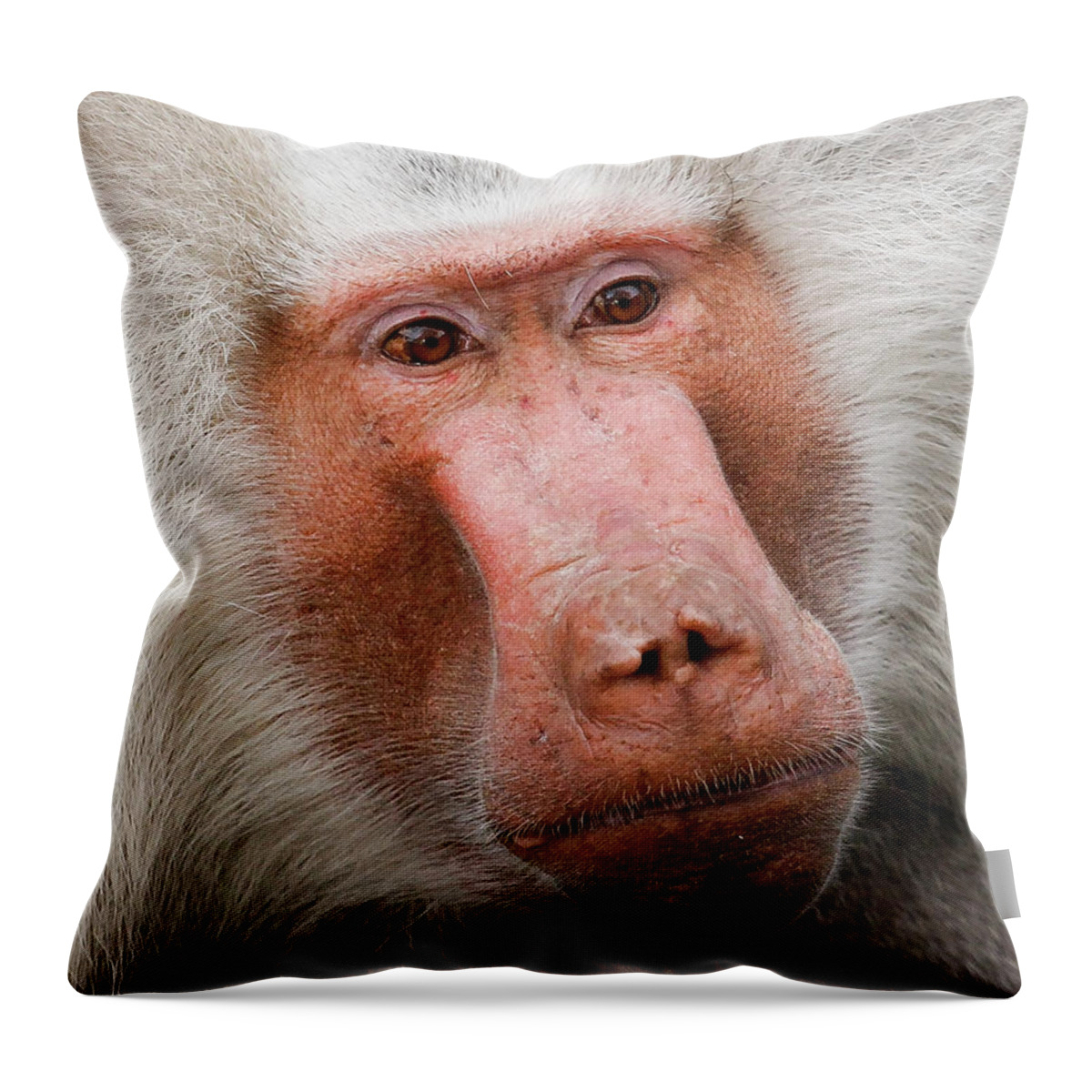 Japanese Snow Monkey Throw Pillow featuring the photograph Japanese Snow Monkey #2 by David Morehead