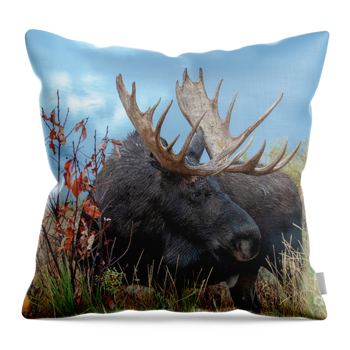 Wildlife Throw Pillow featuring the photograph Keeping An Eye Out #1 by Sandra Bronstein