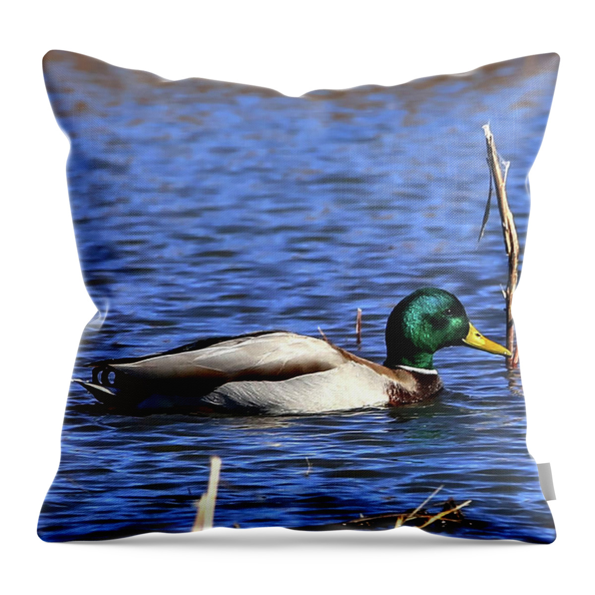 Duck Throw Pillow featuring the photograph Mallard by Robert Harris