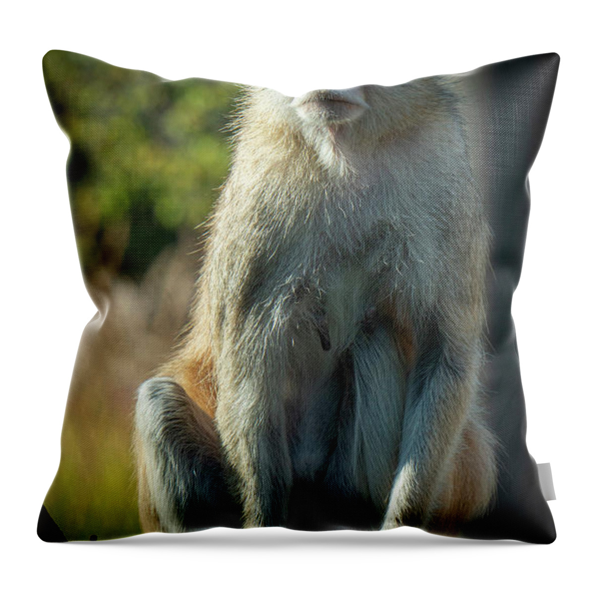 Monkey Throw Pillow featuring the photograph Monkey #2 by Jim Mathis