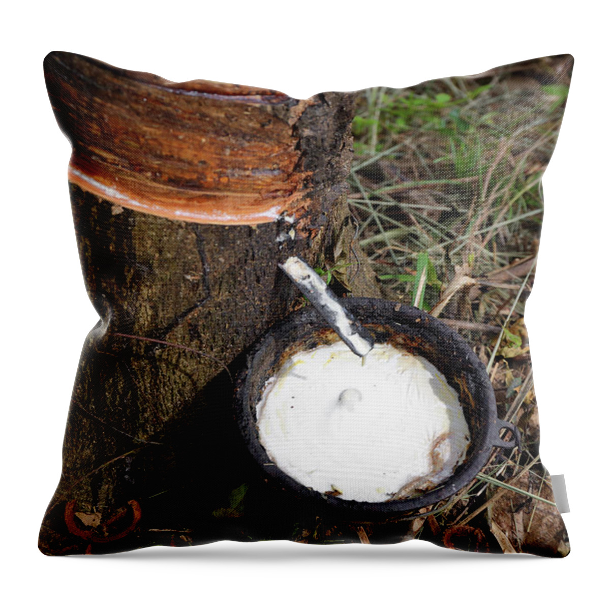 Rubber Throw Pillow featuring the photograph Natural latex dripping from rubber tree #1 by Mikhail Kokhanchikov