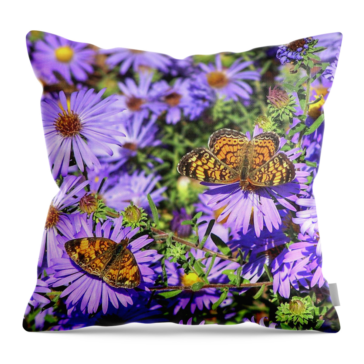 Phyciodes Throw Pillow featuring the photograph Pearl Crescent II by Robert Harris