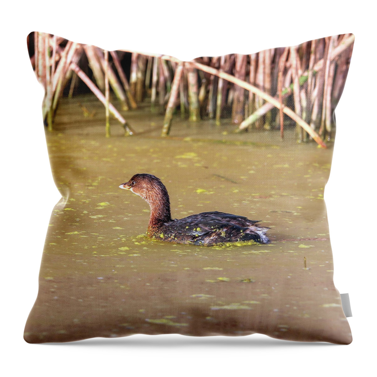 Grebe Throw Pillow featuring the photograph Pied-billed Grebe in Winter #1 by Robert Harris