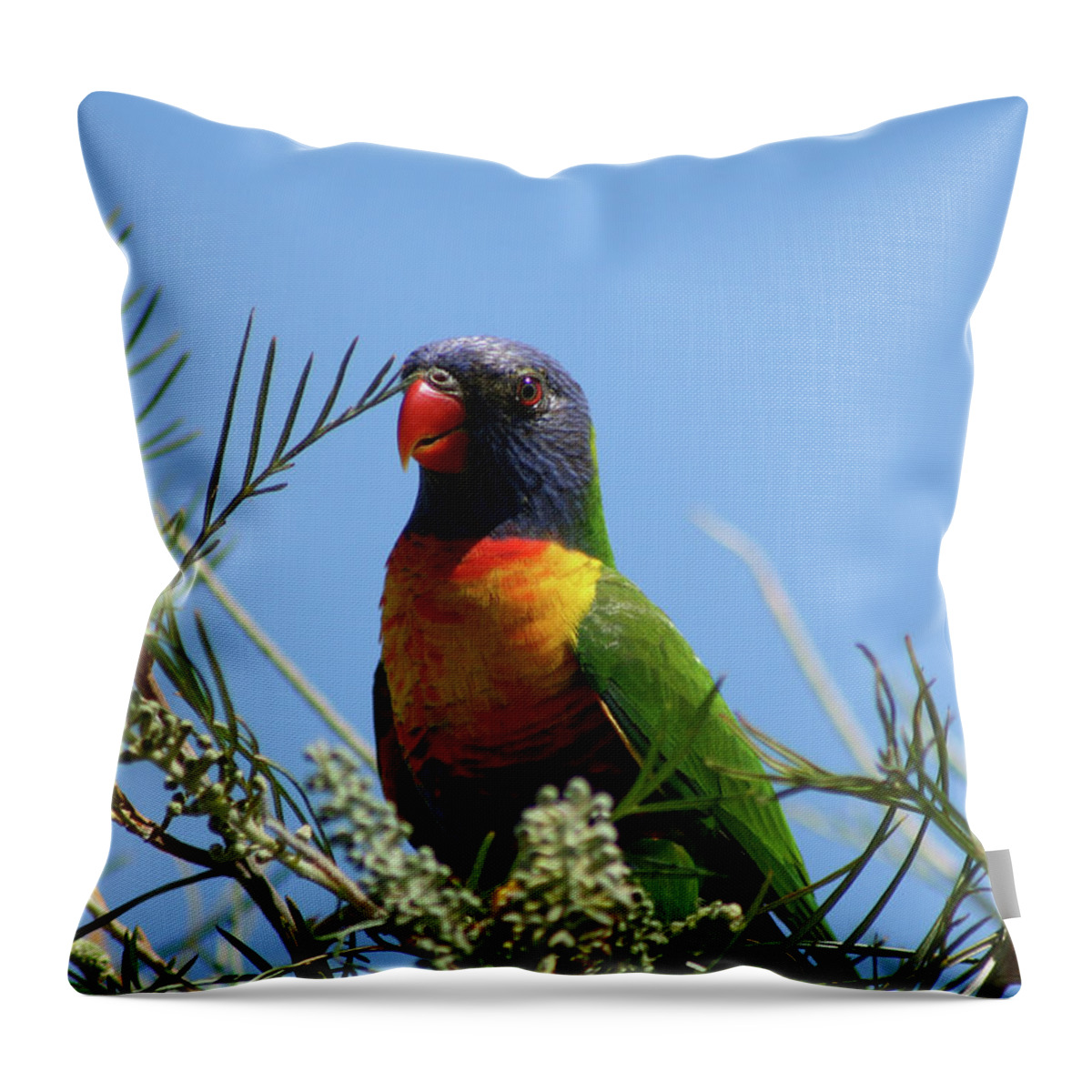 Animals Throw Pillow featuring the photograph Rainbow Lorikeet perched on a Grevillea #2 by Maryse Jansen