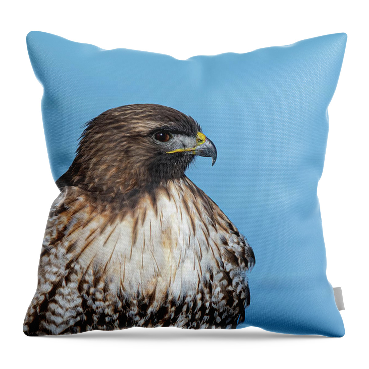 Raptor Throw Pillow featuring the photograph Red Tailed Hawk 6 #1 by Rick Mosher