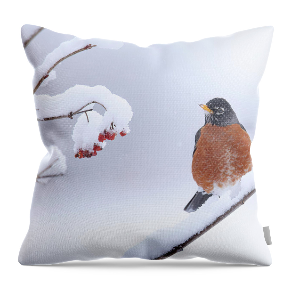 Robin Throw Pillow featuring the photograph Robin #1 by Brook Burling