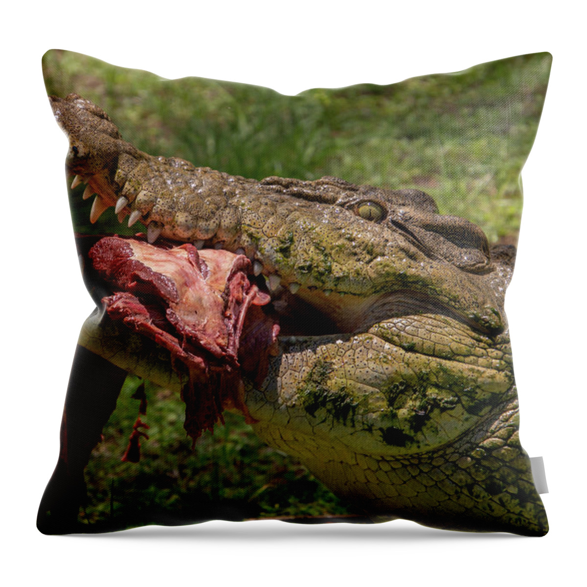 Saltwater Throw Pillow featuring the photograph Saltwater Crocodile Eating #5 by Carolyn Hutchins