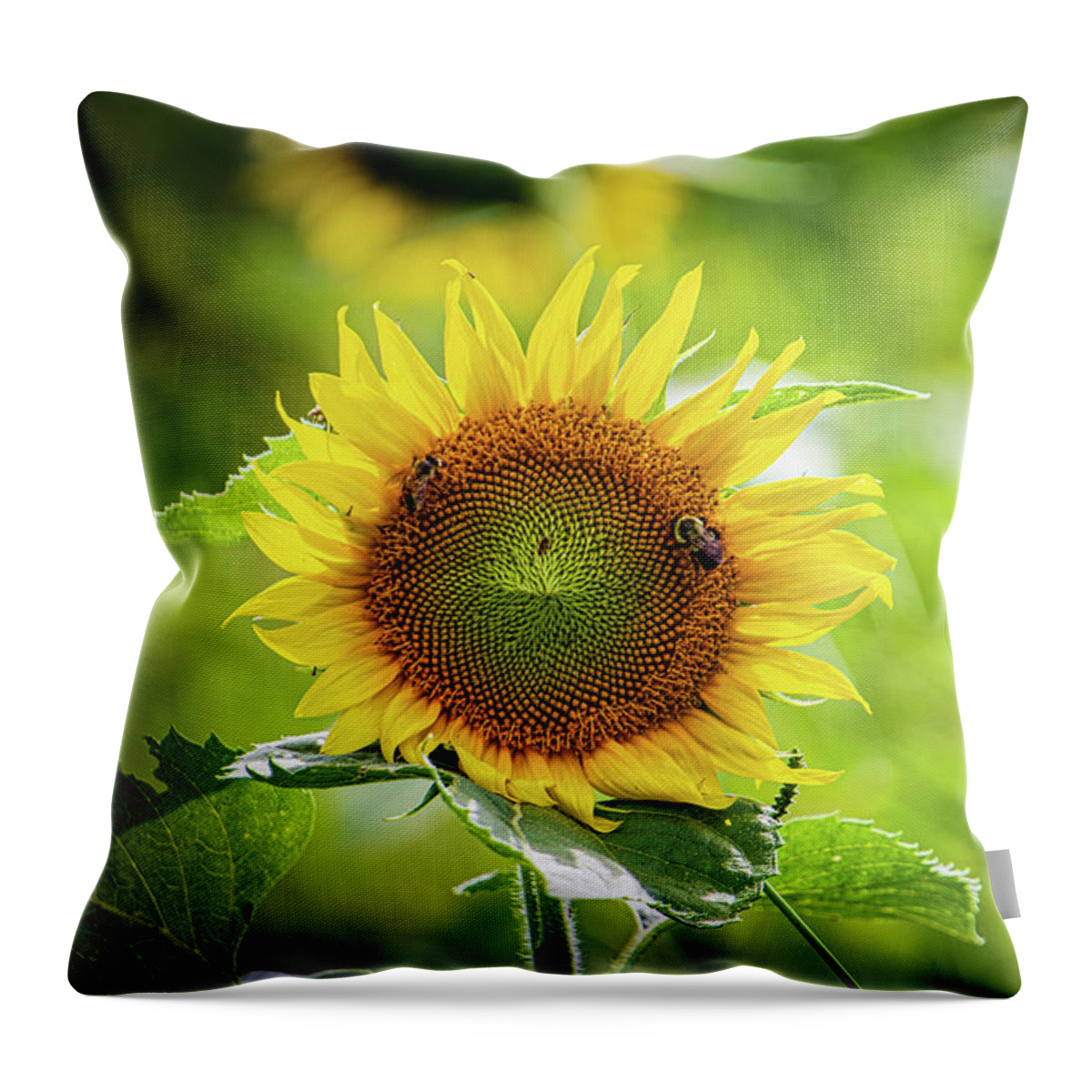 Sunflower Throw Pillow featuring the photograph Sunflower #1 by Randy Bayne