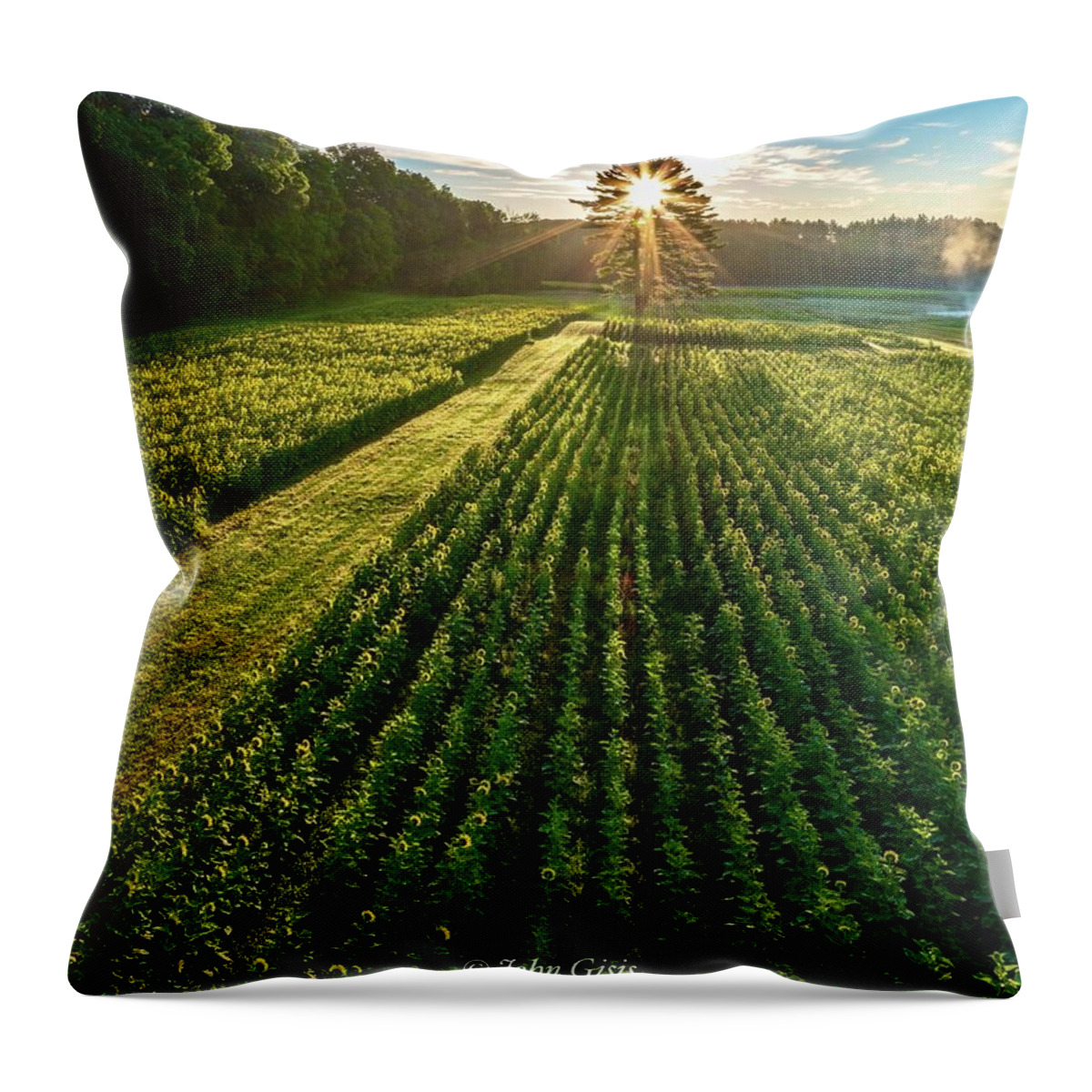  Throw Pillow featuring the photograph Sunflower Sunrise #1 by John Gisis