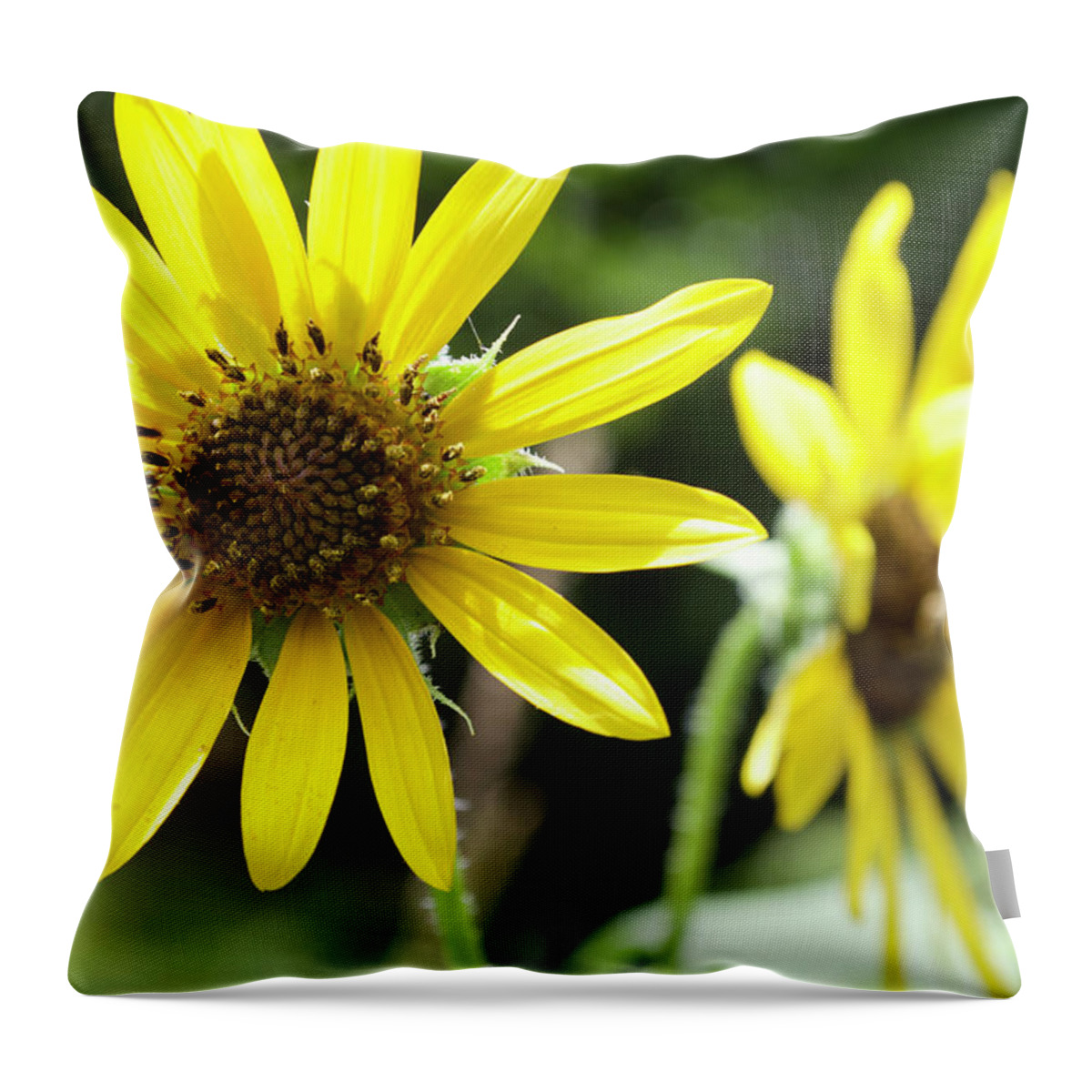  Throw Pillow featuring the photograph Sunflowers #1 by Melissa Torres