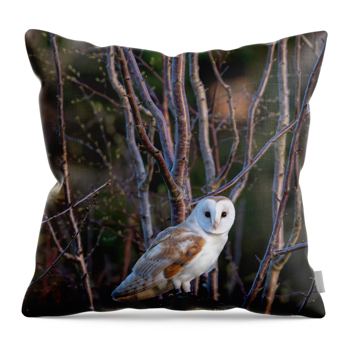 Barn Owl Throw Pillow featuring the photograph The Glance #1 by Mark Hunter
