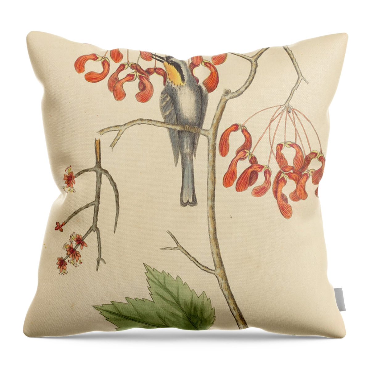 Mark Catesby Throw Pillow featuring the drawing The Yellow Throated Creeper #2 by Mark Catesby