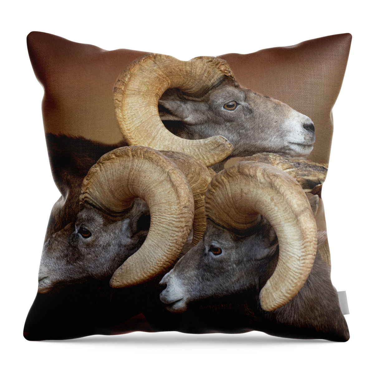 Bighorn Sheep Throw Pillow featuring the photograph Three Amigos #1 by Mary Hone