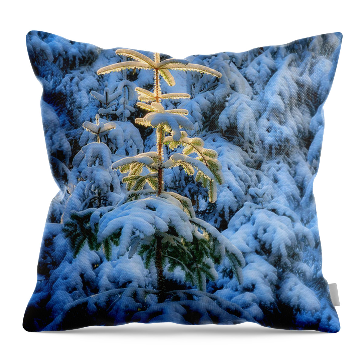 Nag005954 Throw Pillow featuring the photograph Tree of Light #1 by Edmund Nagele FRPS
