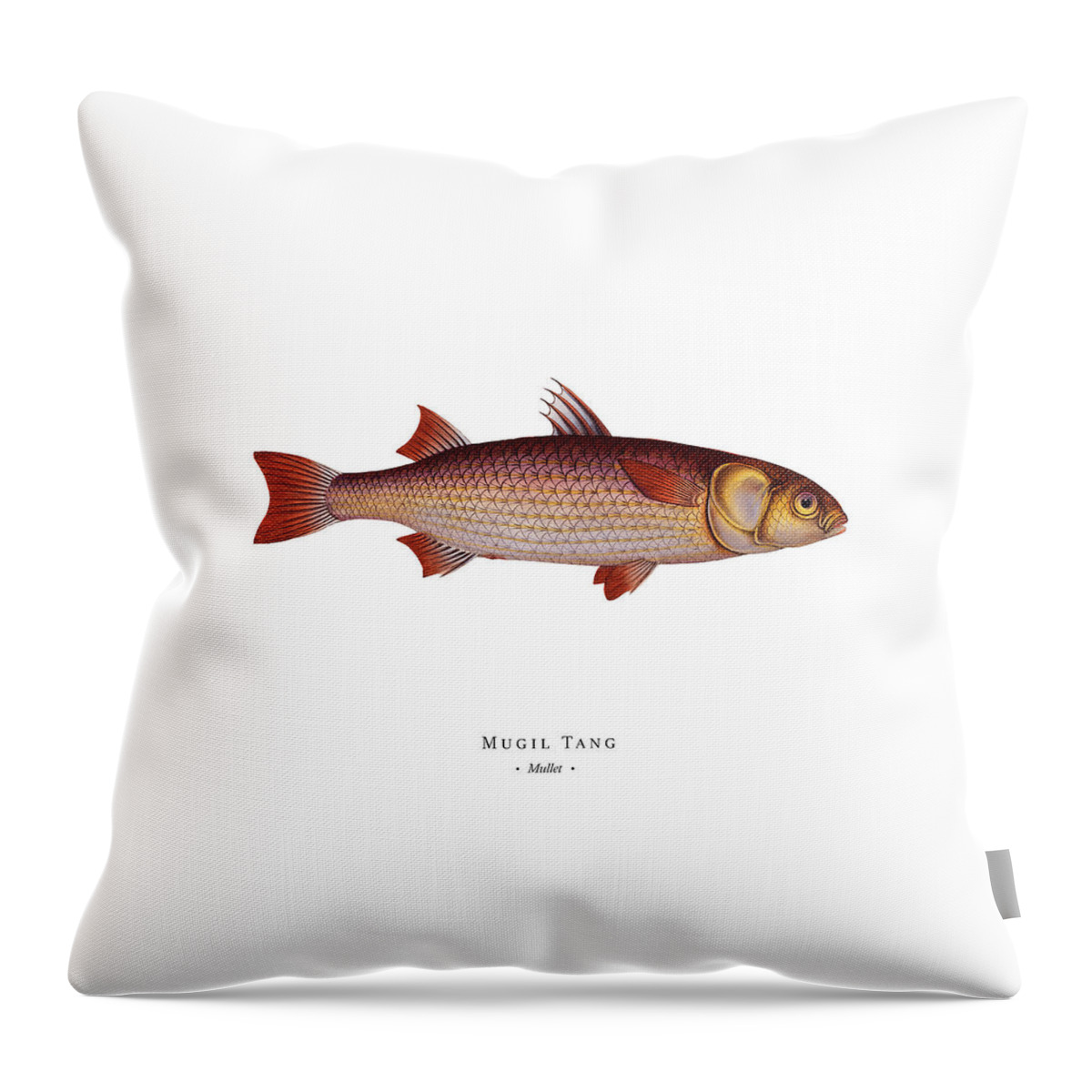 Illustration Throw Pillow featuring the digital art Vintage Fish Illustration - Mullet #1 by Studio Grafiikka