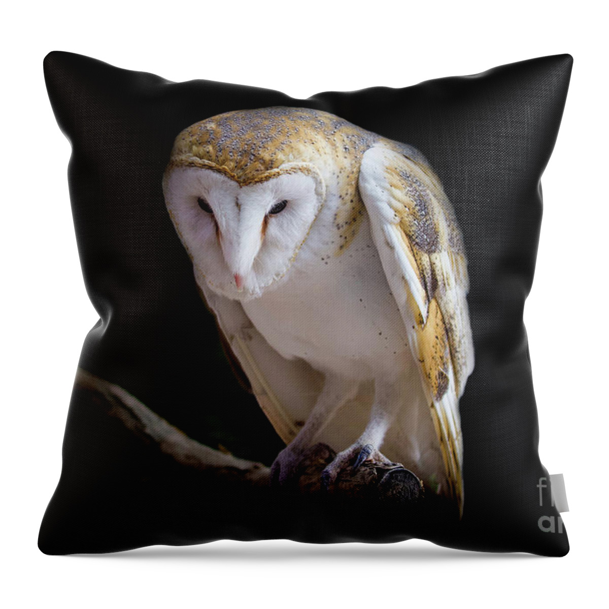 Barn Owl Throw Pillow featuring the photograph Watching and Waiting #1 by Shirley Dutchkowski