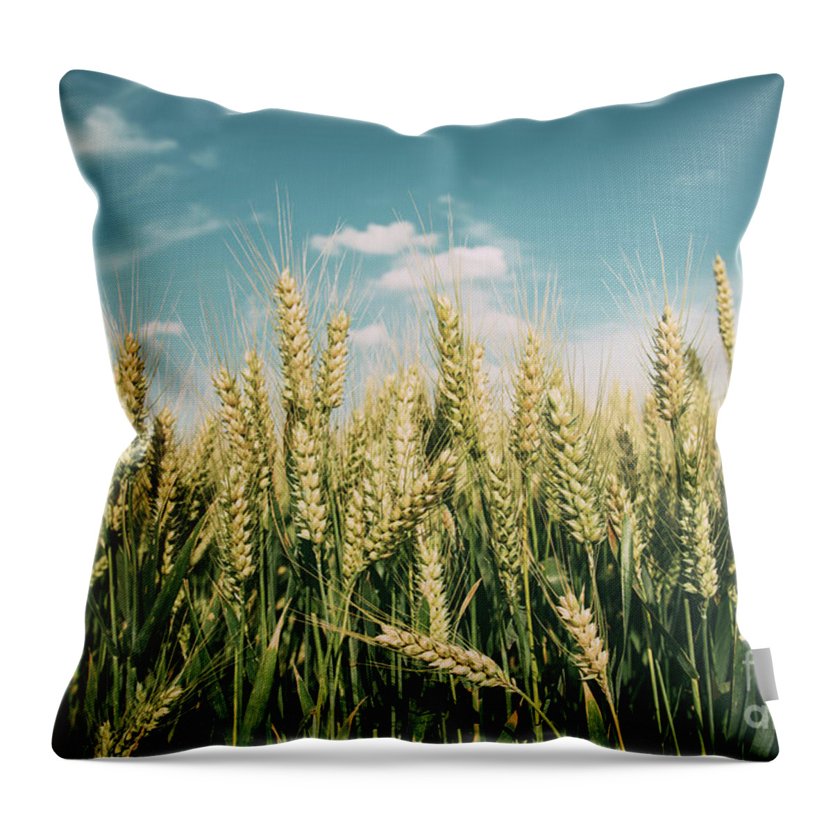 Wheat Throw Pillow featuring the photograph Wheat field #1 by Jelena Jovanovic