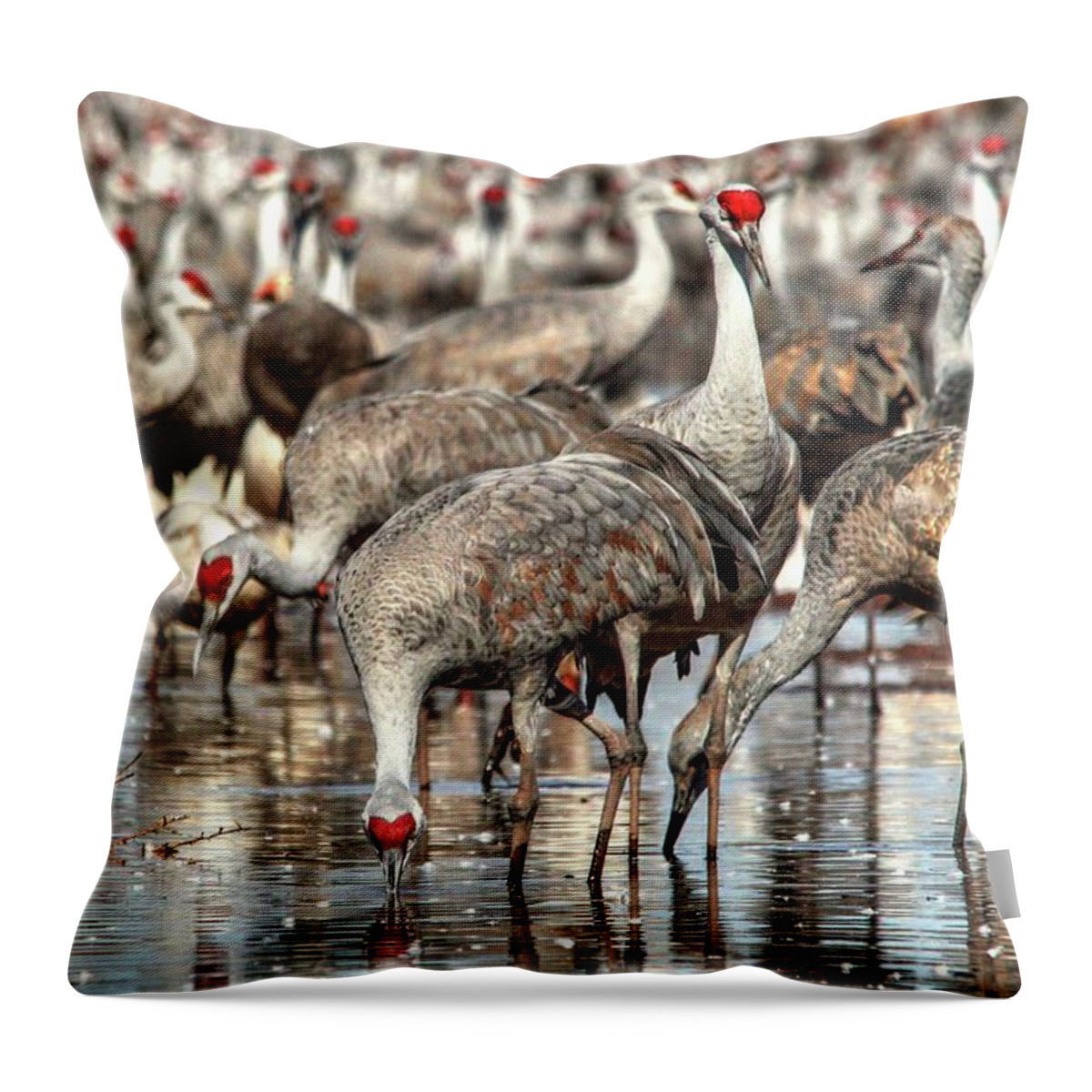 Wildlife Throw Pillow featuring the photograph Whitewater Draw 2550 by Robert Harris