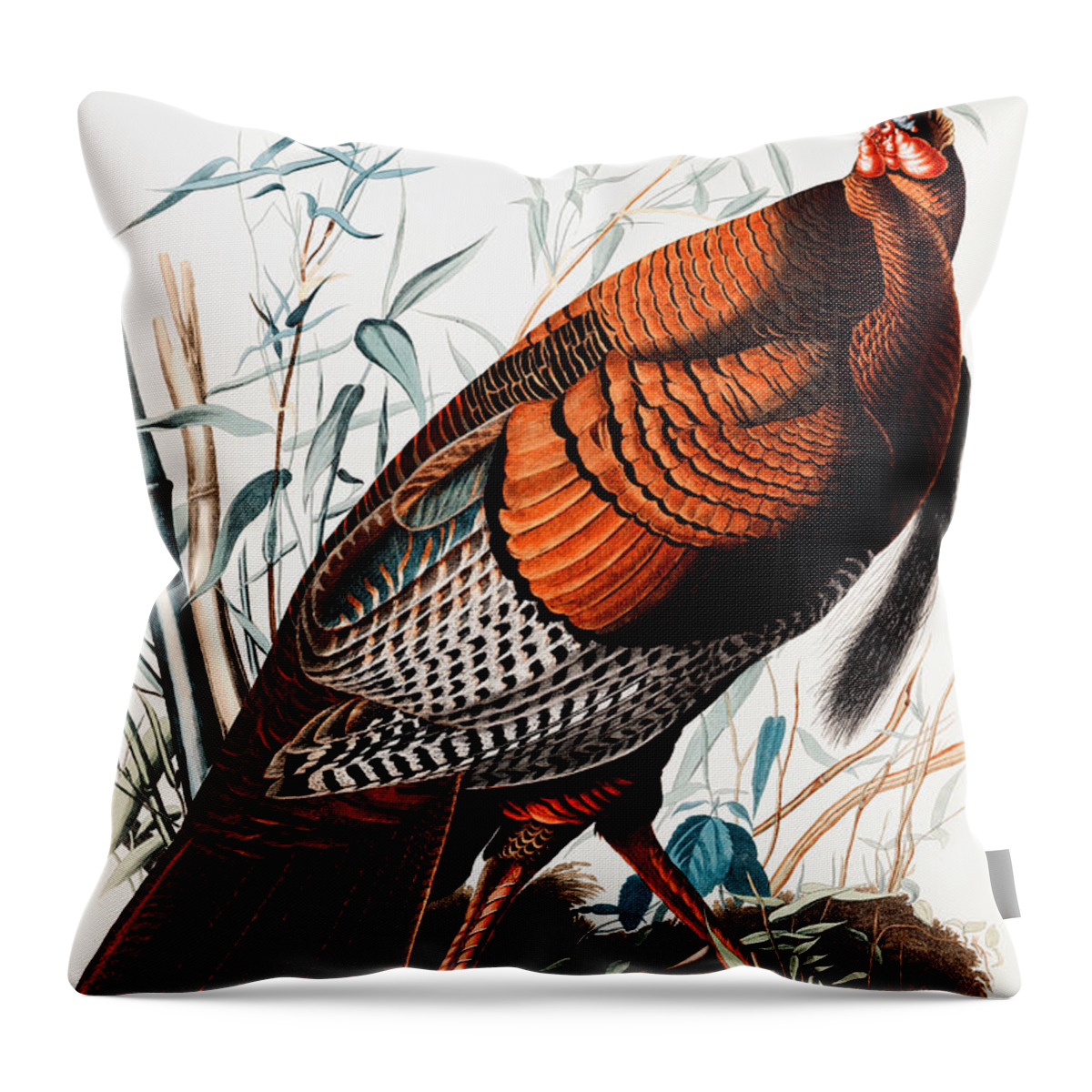 Wild Turkey Throw Pillow featuring the drawing Wild Turkey by John James Audubon by Mango Art