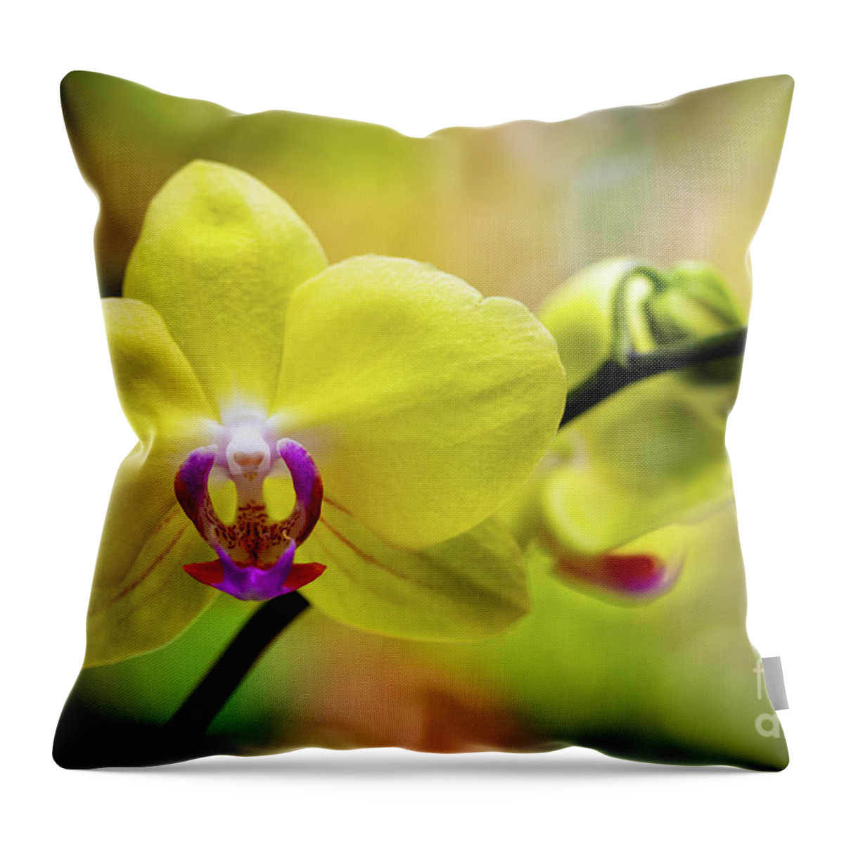 Background Throw Pillow featuring the photograph Yellow Orchid Flowers #1 by Raul Rodriguez