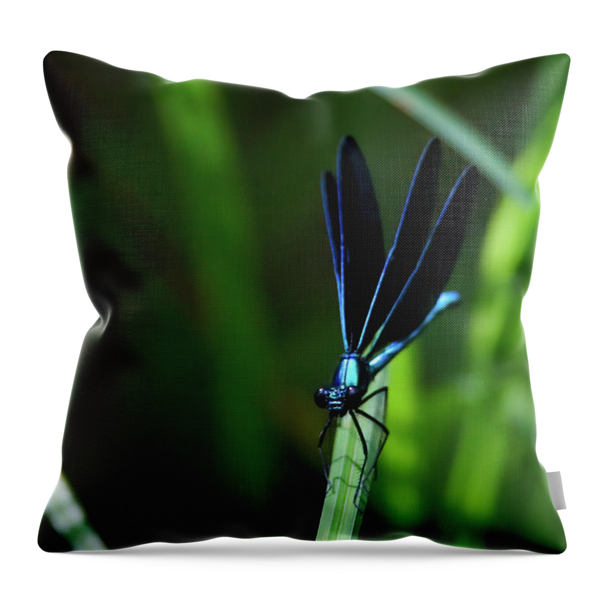 Dragonfly Throw Pillow featuring the photograph Ebony Jewelwing Damselfly #11 by Brook Burling