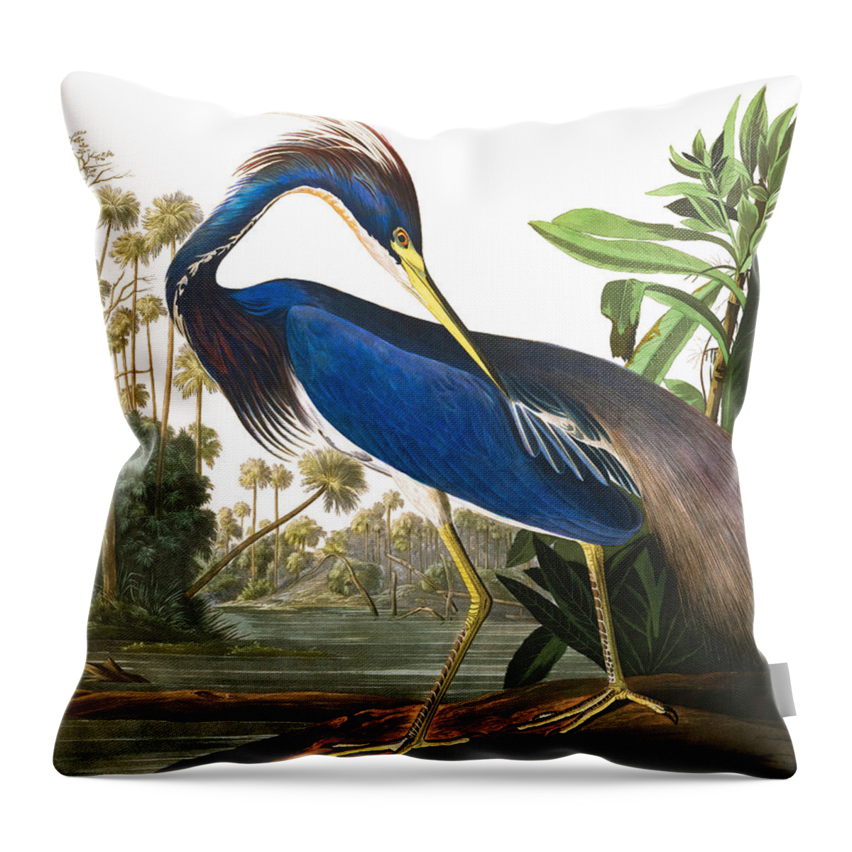 John James Audubon Throw Pillow featuring the painting Louisiana Heron by John James Audubon