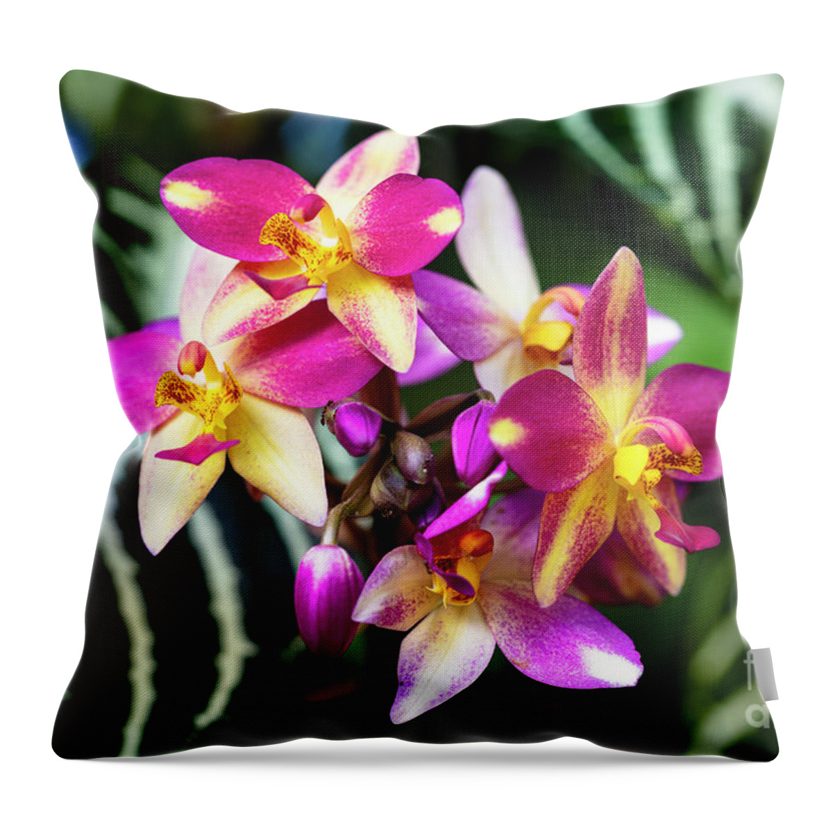 Background Throw Pillow featuring the photograph Purple Orchid Flowers #13 by Raul Rodriguez