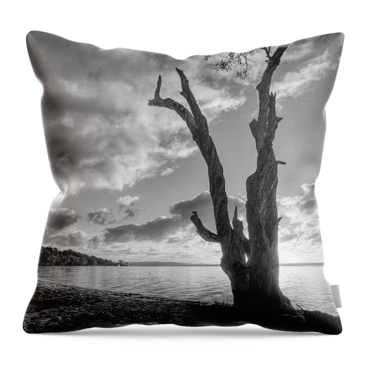 Tree Throw Pillow featuring the photograph 1703rise4bw by Nicolas Lombard