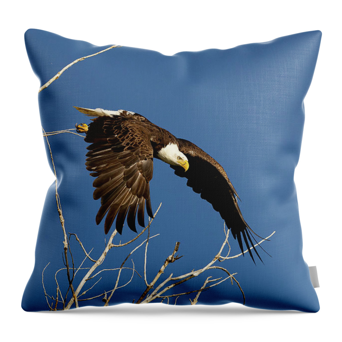 Bald Eagle Throw Pillow featuring the photograph Bald Eagle Takes a Dive #2 by Tony Hake