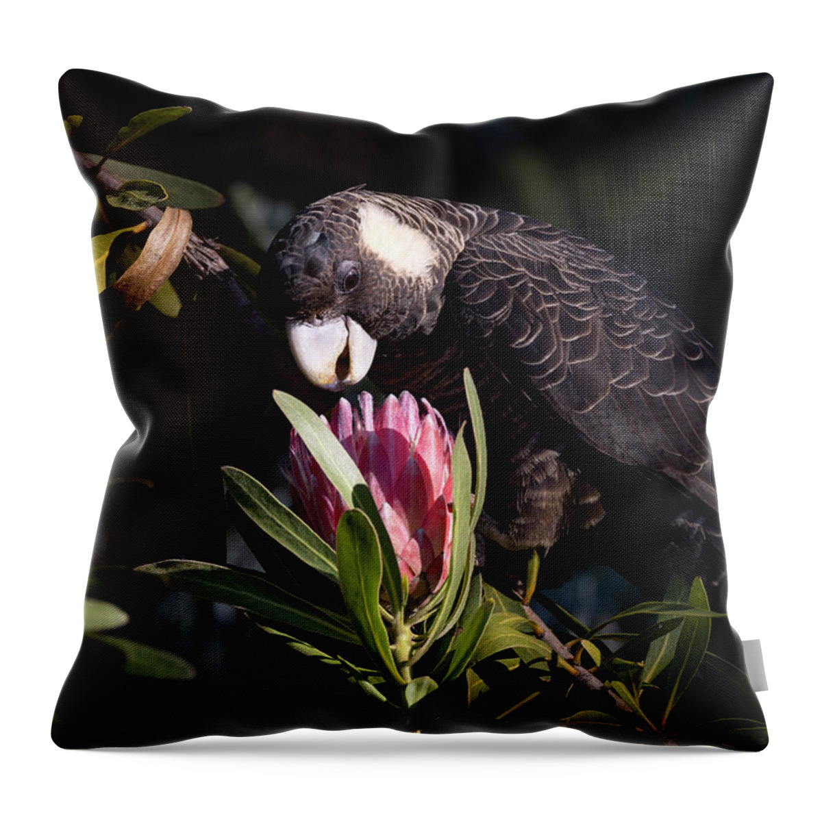 Carnaby's Black Cockatoo Throw Pillow featuring the photograph Carnaby's Black Cockatoo Hen #2 by Diana Andersen