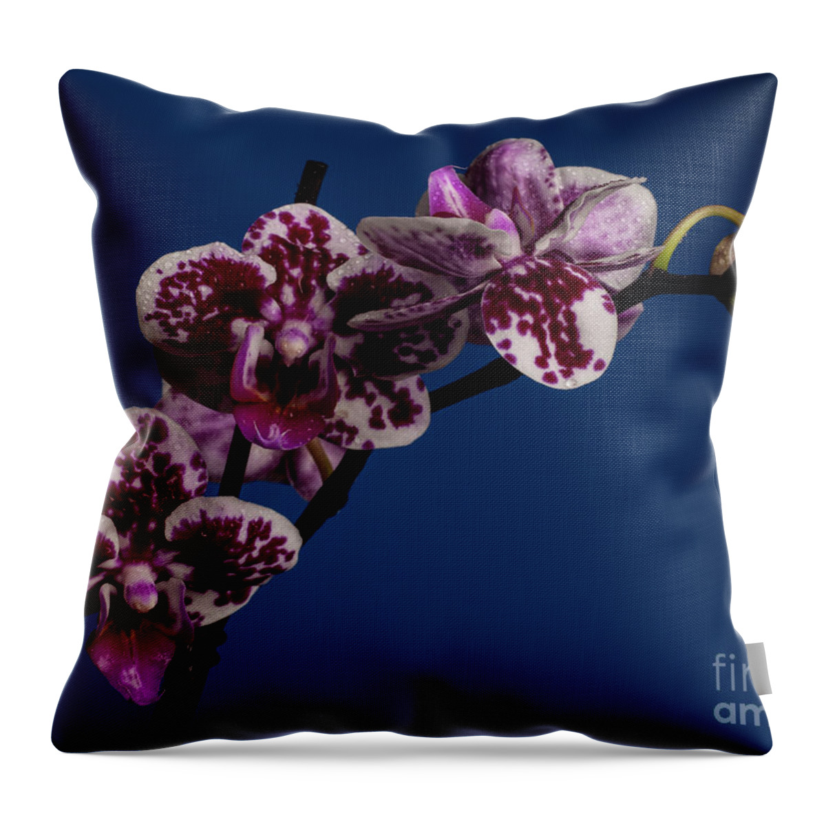 Orchid Throw Pillow featuring the photograph Dazzle #1 by Doug Norkum