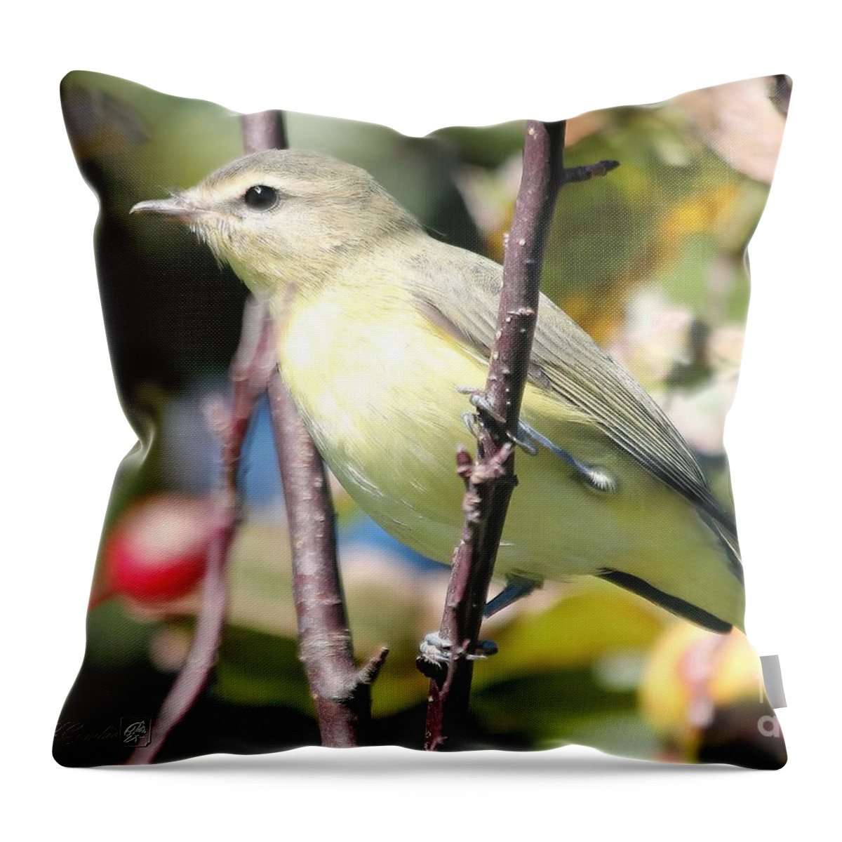 Mccombie Throw Pillow featuring the photograph Female Tennessee Warbler #1 by J McCombie