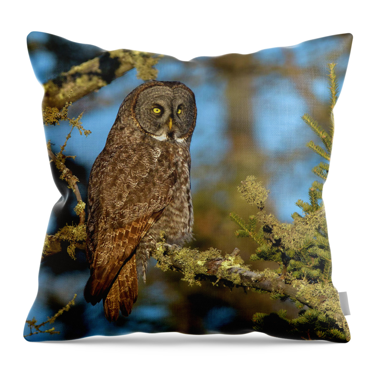 Owl Throw Pillow featuring the photograph Great Gray Owl #2 by Timothy McIntyre
