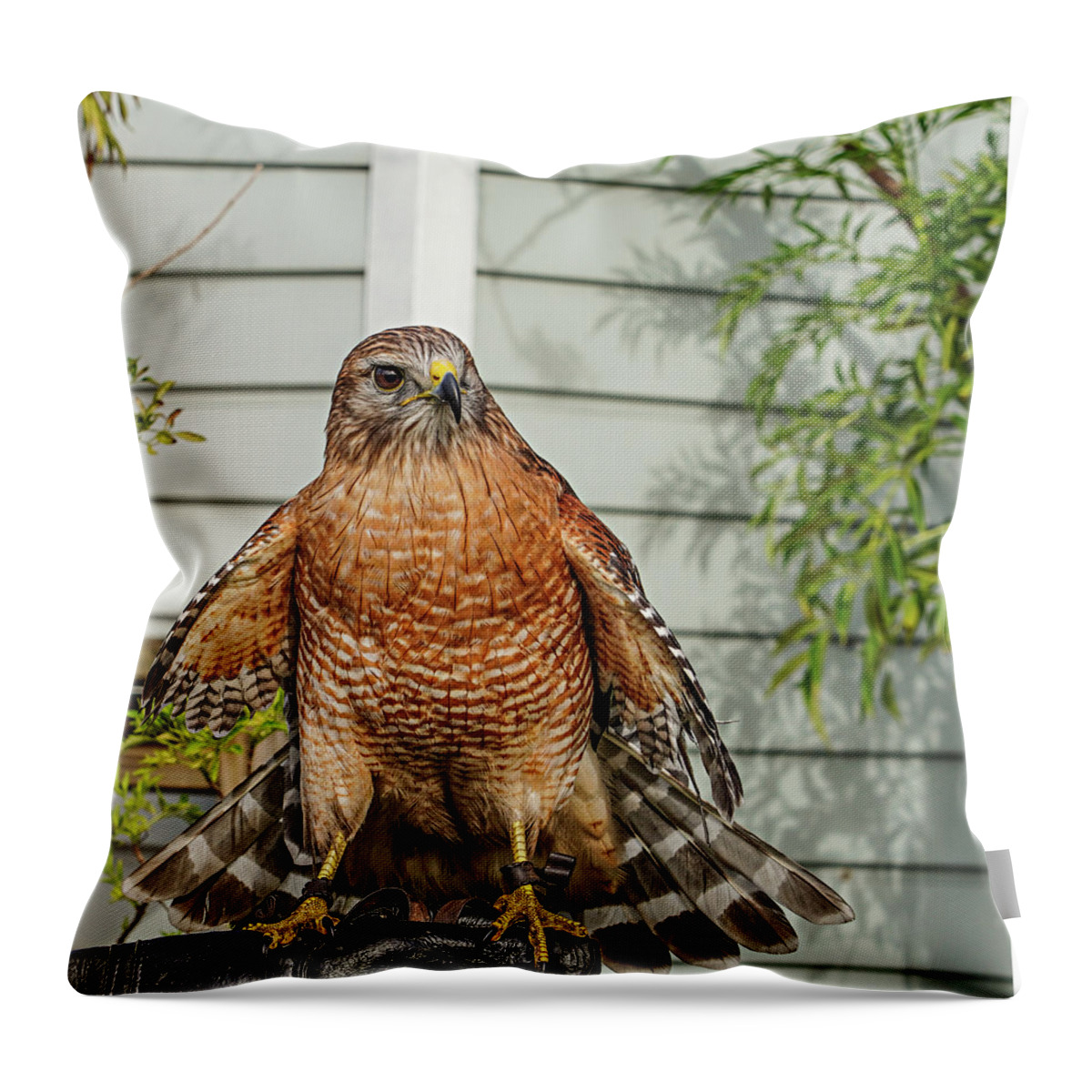 Animals Throw Pillow featuring the photograph Hawk #3 by Dennis Dugan