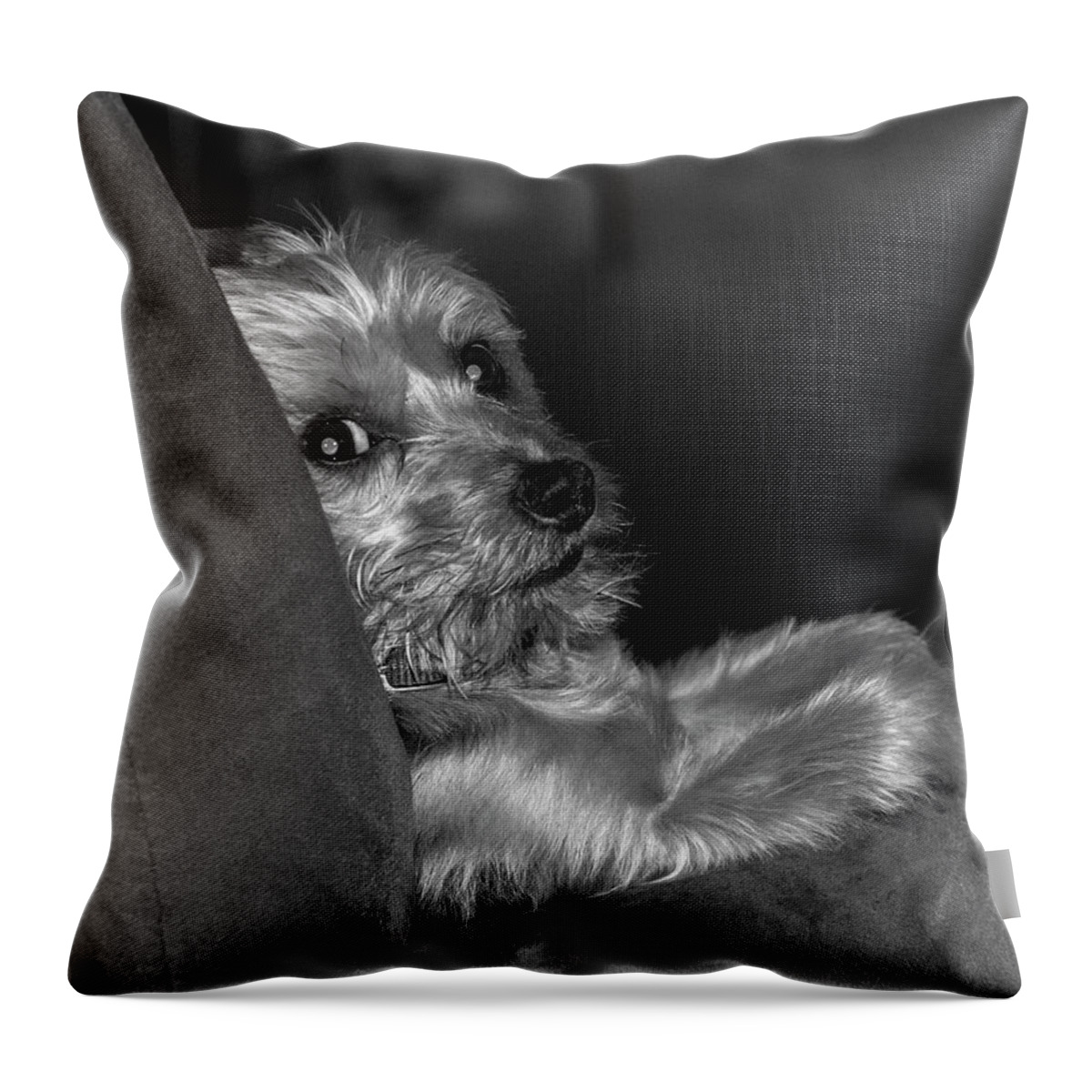 Dog Throw Pillow featuring the photograph Mickey #2 by Cathy Kovarik