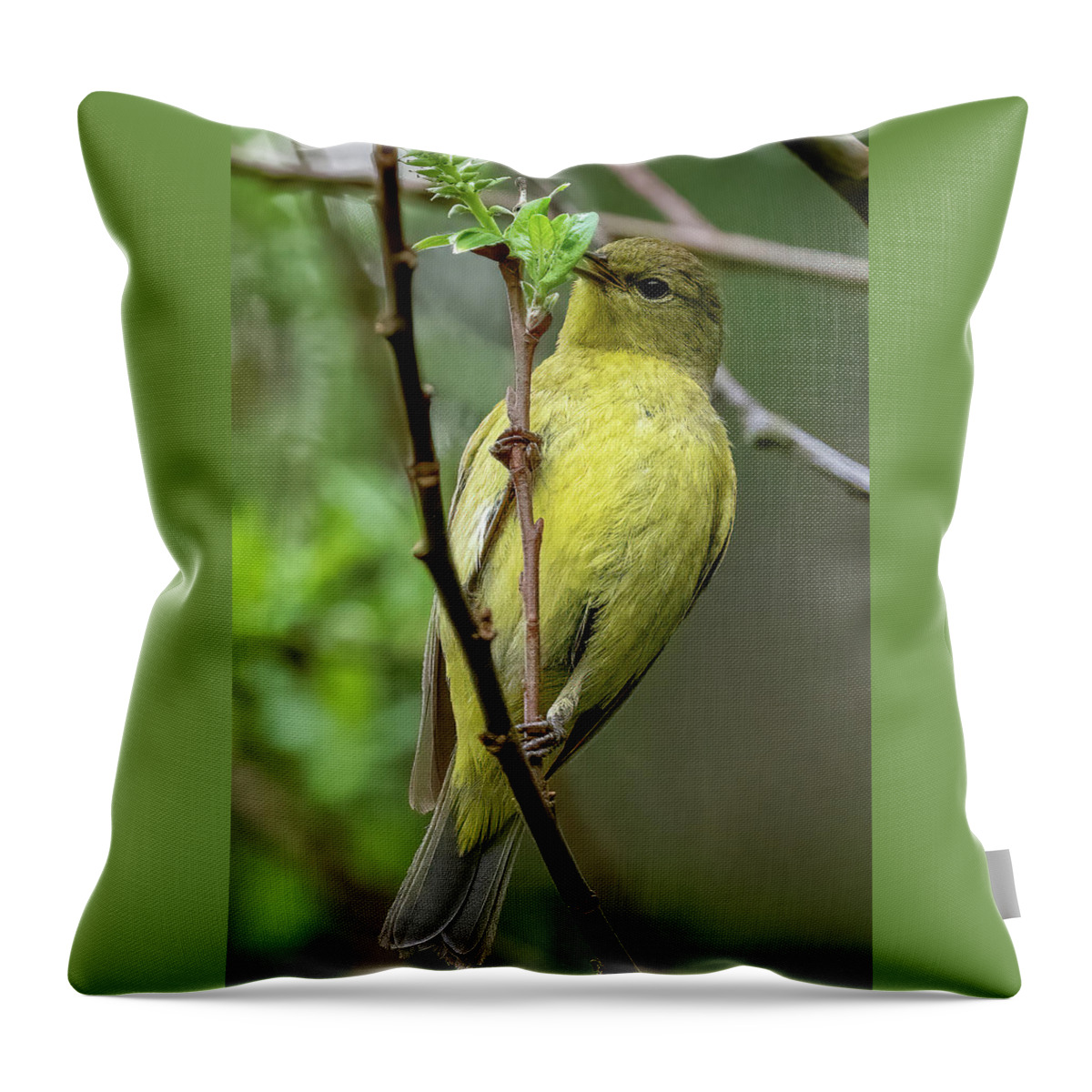 Orange-crowned Warbler Throw Pillow featuring the photograph Orange-crowned Warbler #2 by Timothy Anable