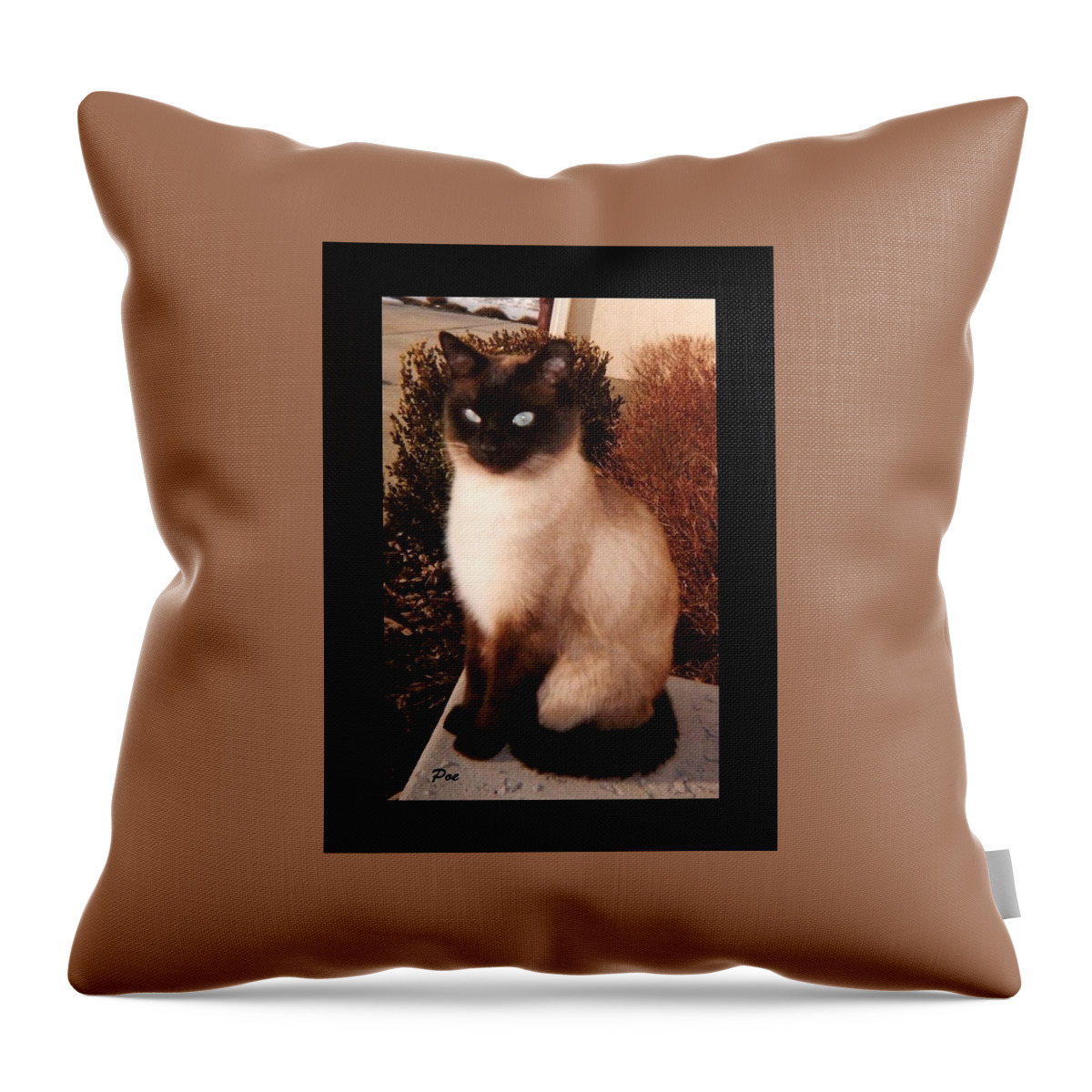 Felines Throw Pillow featuring the photograph Poe #2 by Diane Strain