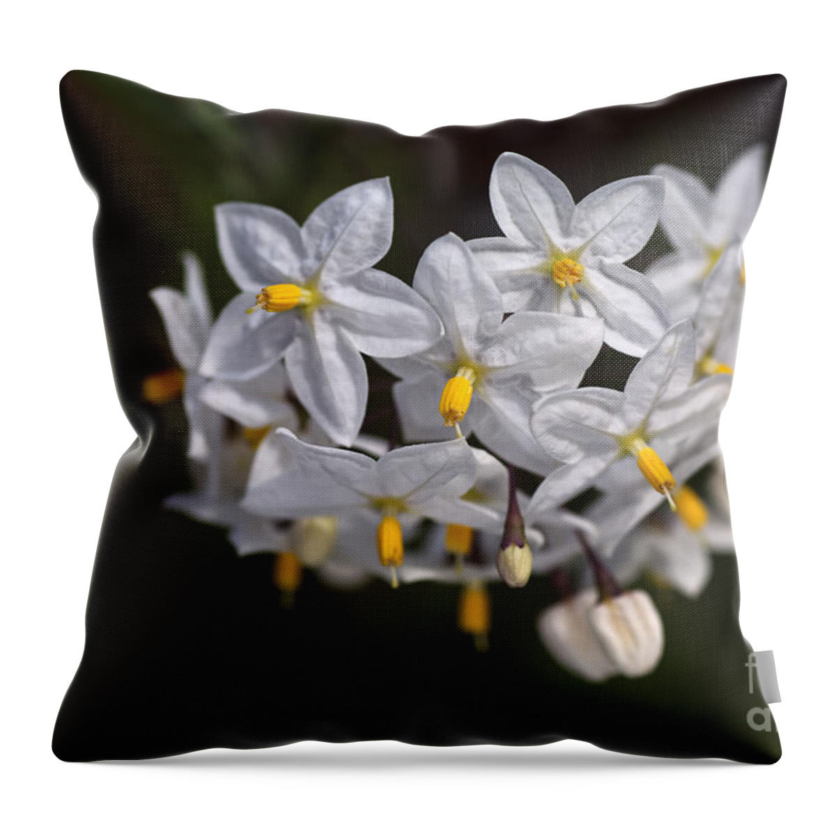 Solanum Jasminoides Throw Pillow featuring the photograph Potato Vine In Flower #2 by Joy Watson