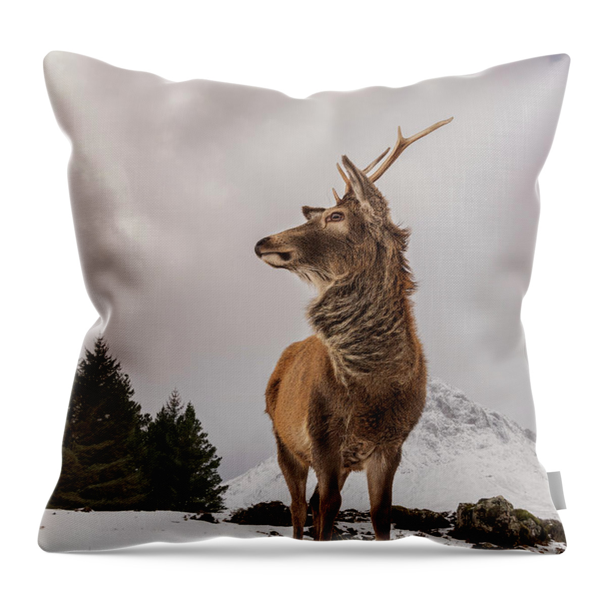 #reddeer #red Deer #scottishhighlands #glencoe #visitscotland # Throw Pillow featuring the photograph Red Deer Portrait #2 by Keith Thorburn LRPS EFIAP CPAGB