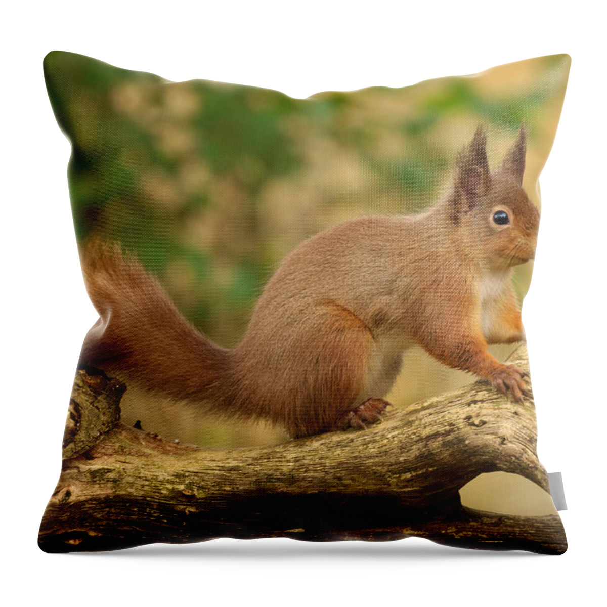 Red Squirrel Throw Pillow featuring the photograph Red Squirrel #2 by Gavin MacRae