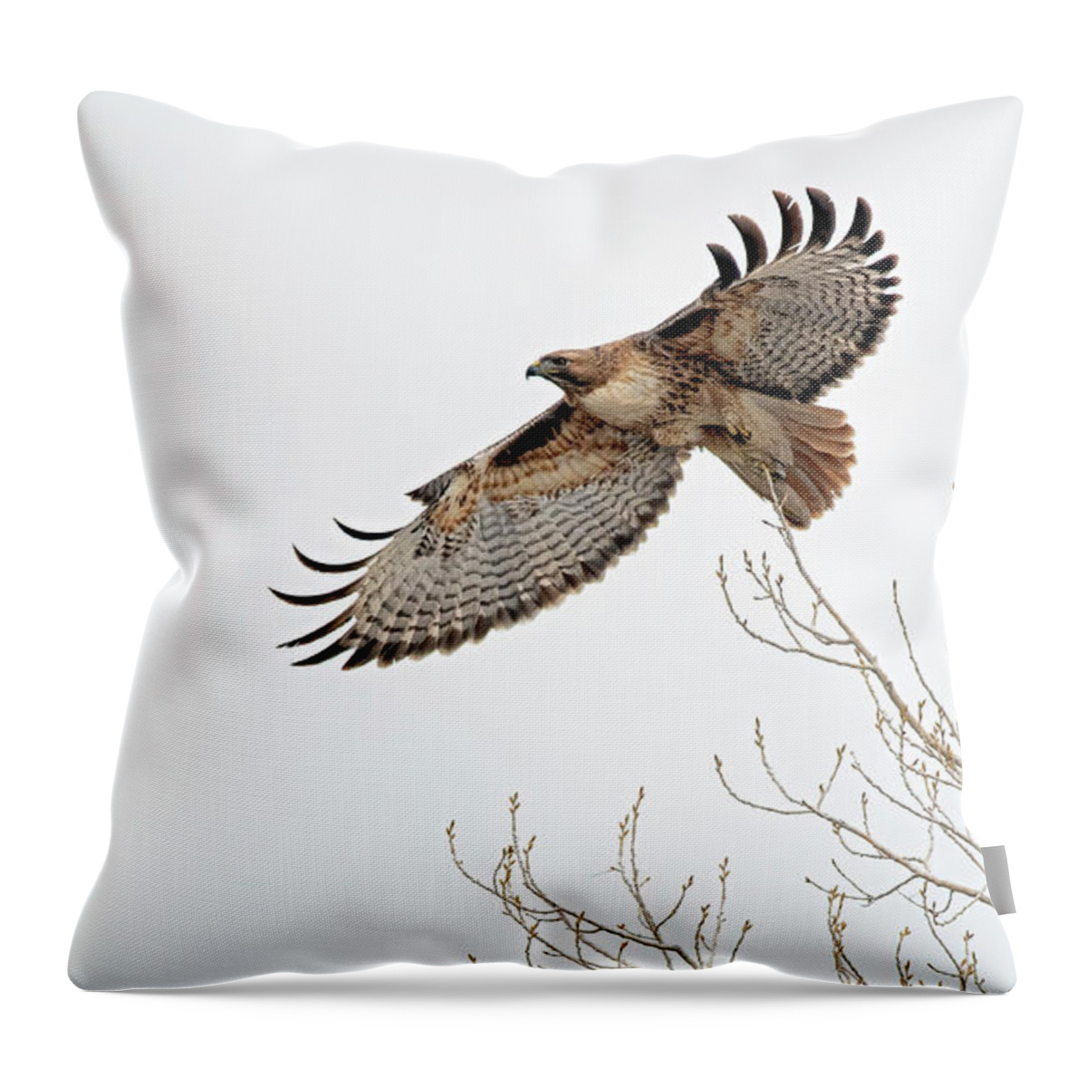 Stillwater Wildlife Refuge Throw Pillow featuring the photograph Red Tailed Hawk 7 #2 by Rick Mosher