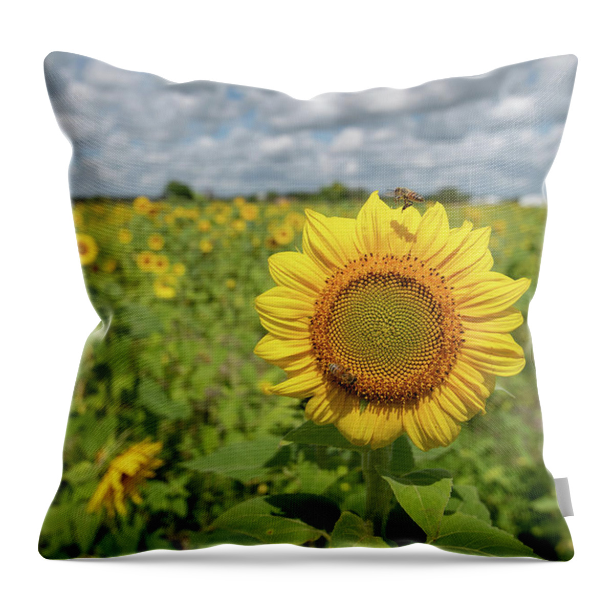 Sunflower Throw Pillow featuring the photograph Sunflower with Honeybee #4 by Carolyn Hutchins
