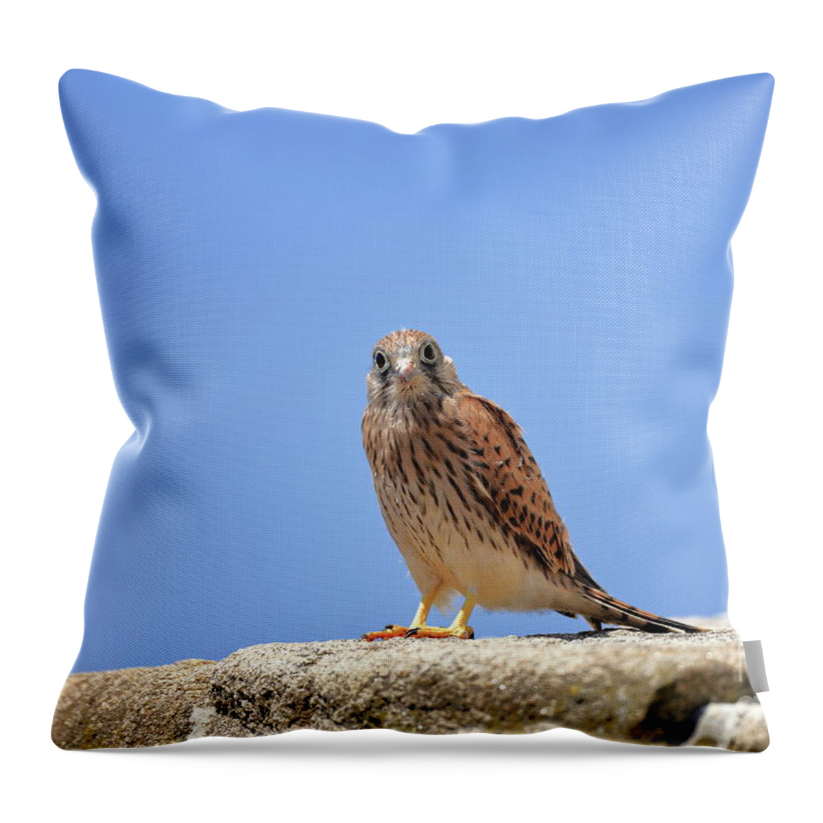 Calidris Throw Pillow featuring the photograph Young Falcon kestrel #2 by Frederic Bourrigaud