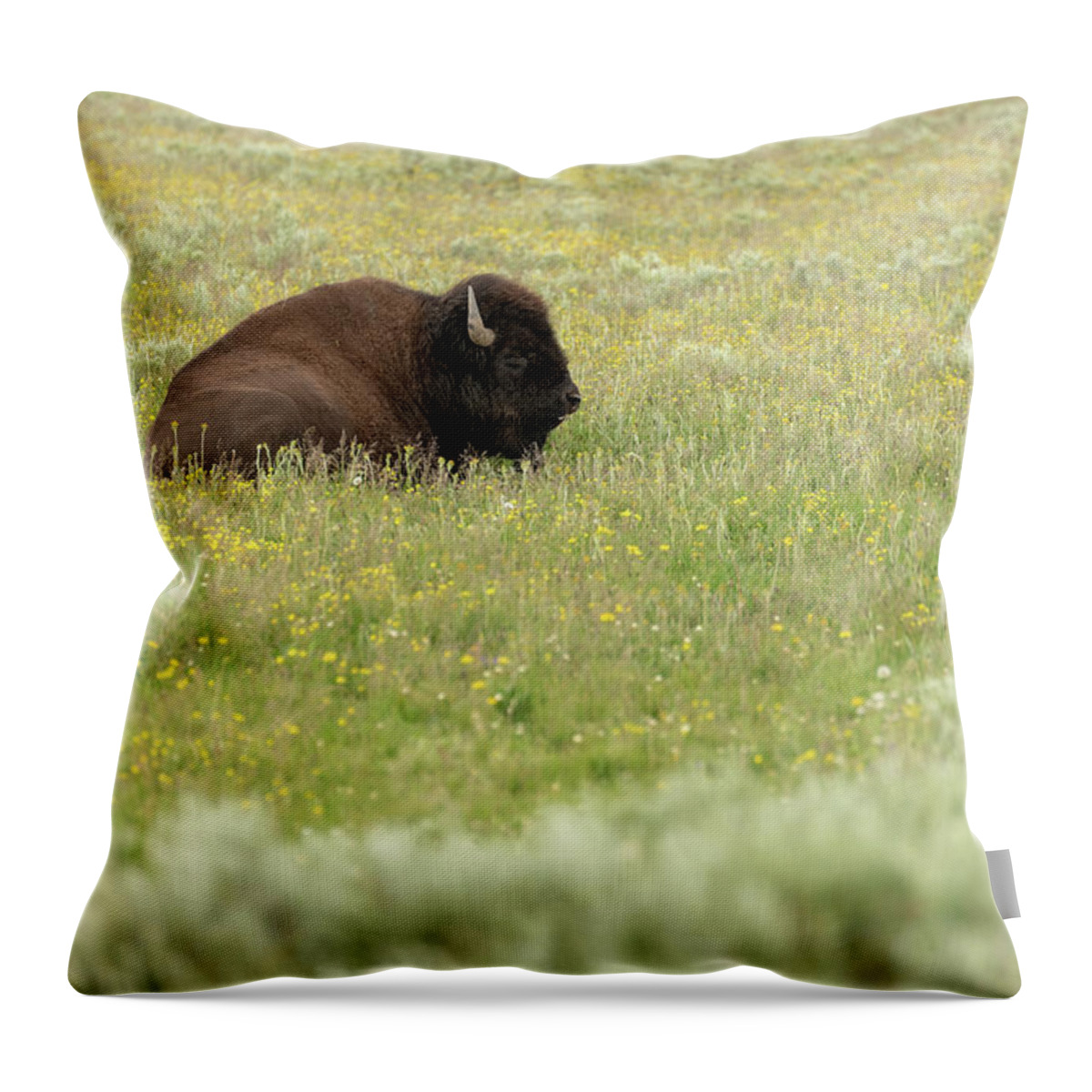 Buffalo Throw Pillow featuring the photograph 2018 Buffalo-2 by Tara Krauss