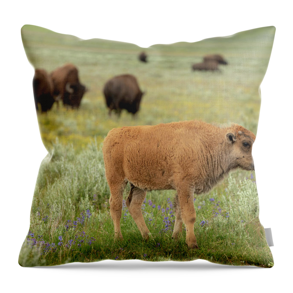 Buffalo Throw Pillow featuring the photograph 2018 Buffalo- 4 by Tara Krauss