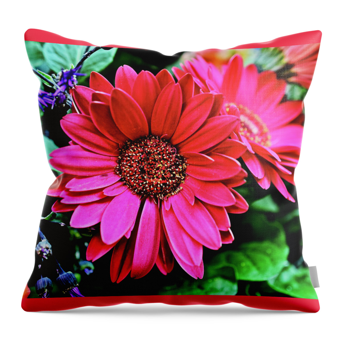 Daisy Throw Pillow featuring the photograph 2020 Red Gerber Daisy 2 by Janis Senungetuk