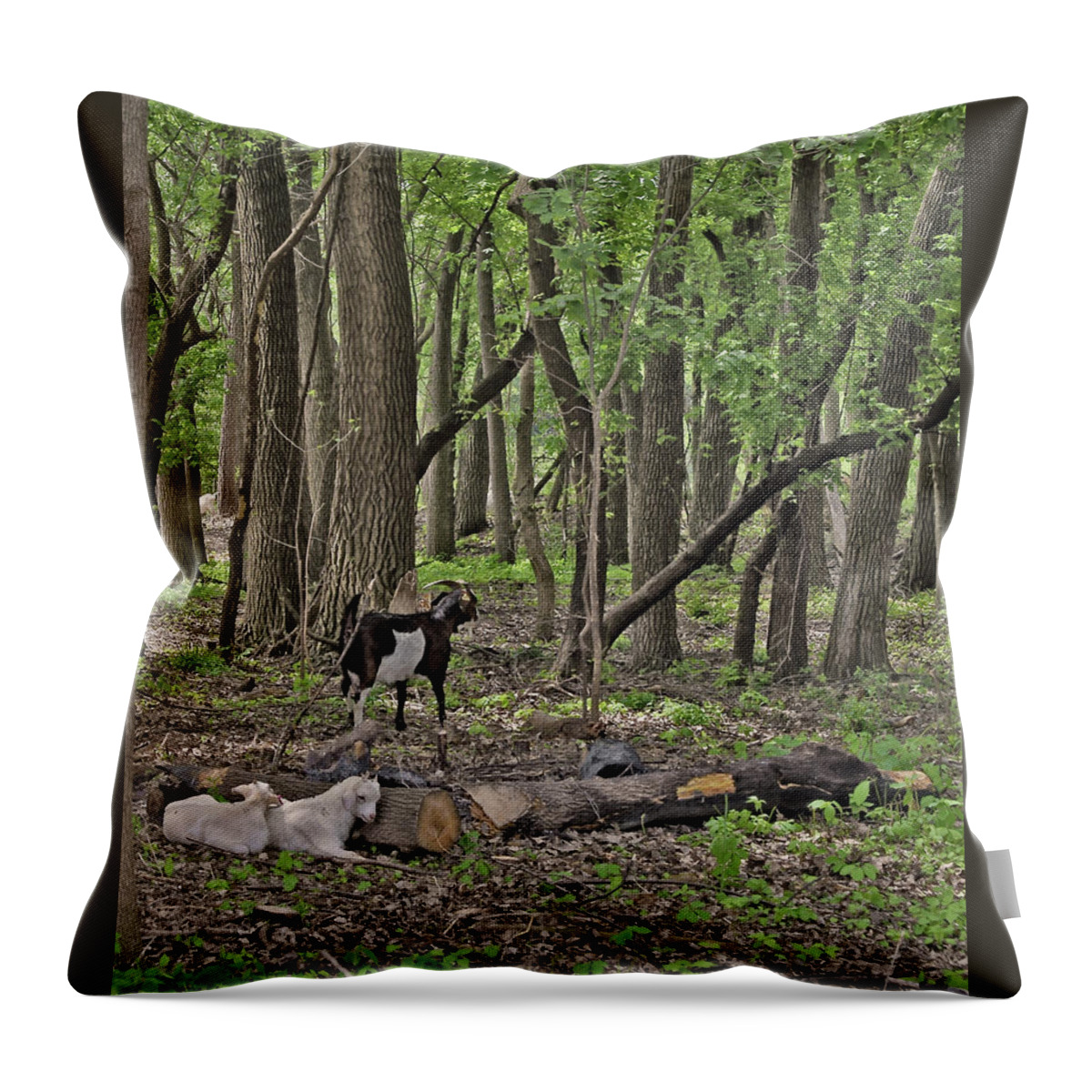 Goats Throw Pillow featuring the photograph 2022 Visiting Goats 1 by Janis Senungetuk