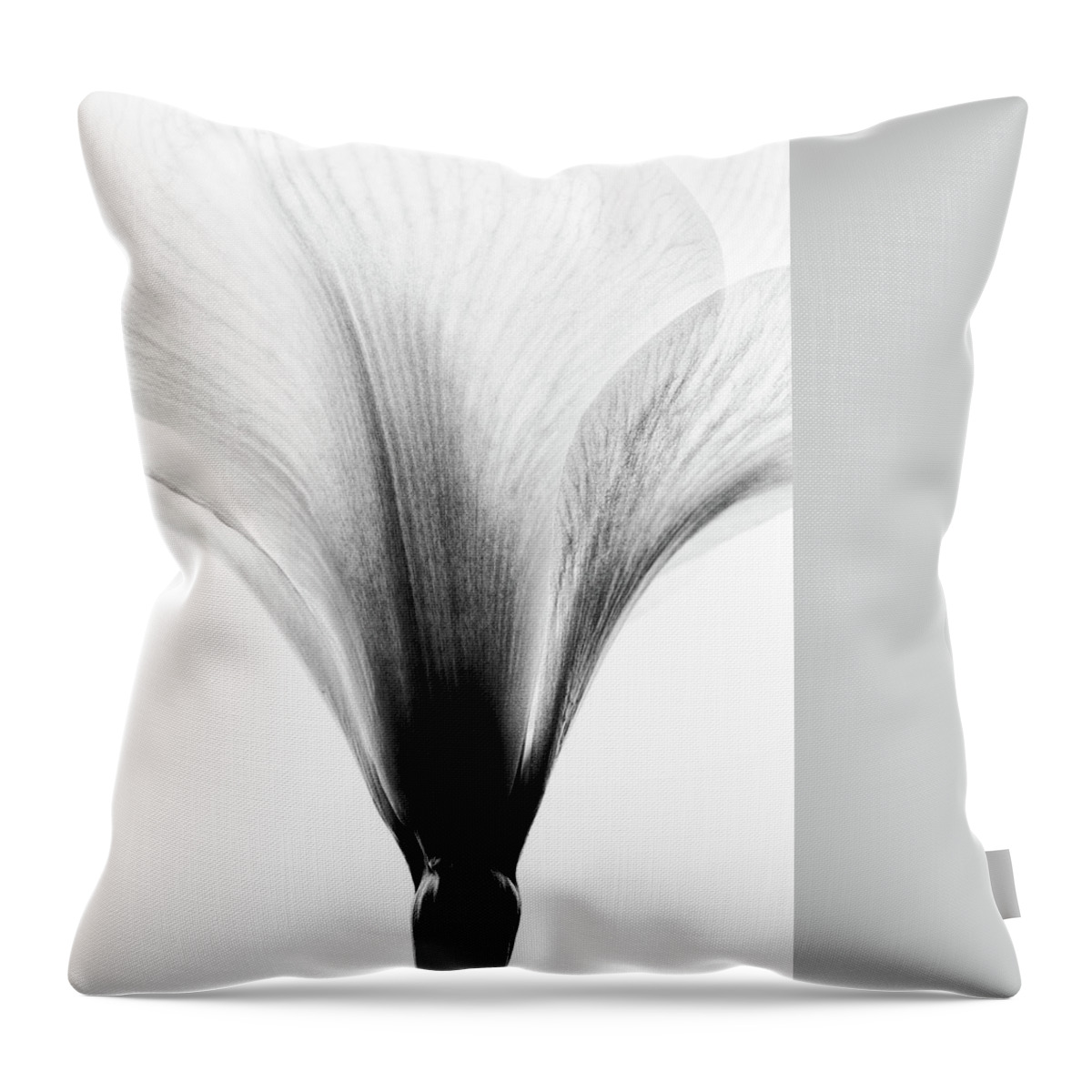 Amaryllis Throw Pillow featuring the photograph Amaryllis #4 by Nailia Schwarz